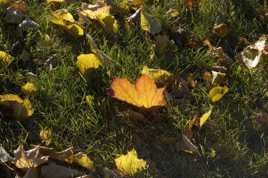 Yellow dry Leaves in the frost