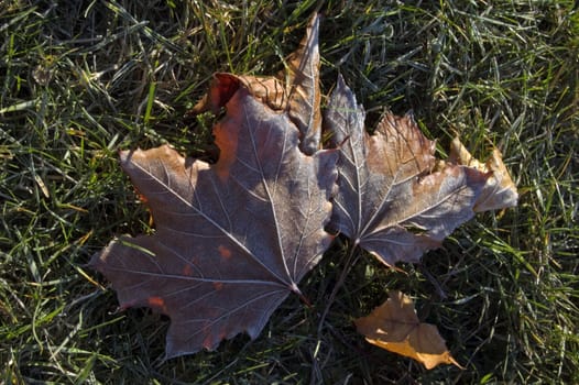 Leaves in the frost
