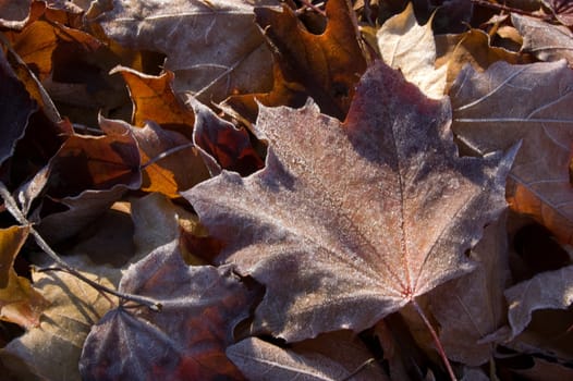 Leaves in the frost