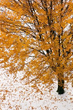 Maple tree with yellow leaves on snow background