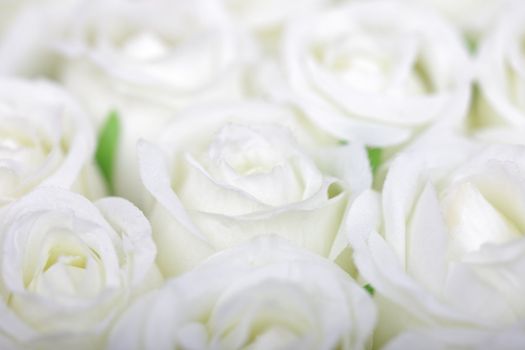 Selective soft focus white roses background.