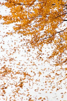 Maple tree with yellow leaves on snow background