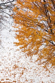 Maple tree with yellow leaves on snow background