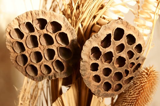Dry exotic plant with holes on it