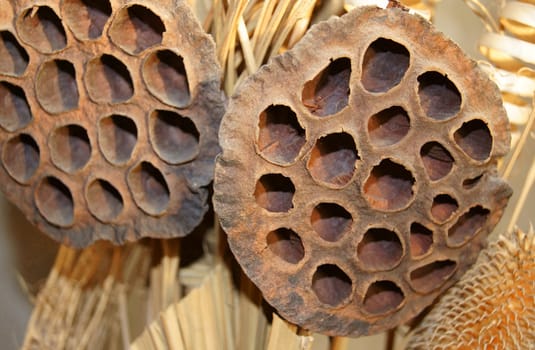 Dry exotic plant with holes on it
