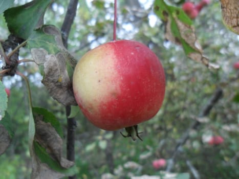 red apple on a branch among the leaves