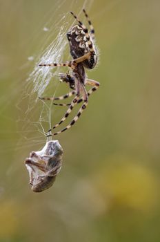 Macro of the hunting spider - cross spider