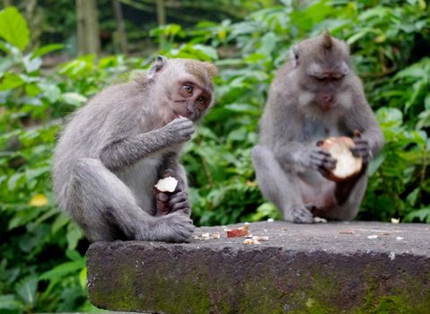 Two monkeys eating together in Monkey Forest, Ubud, Bali, Indonesia.