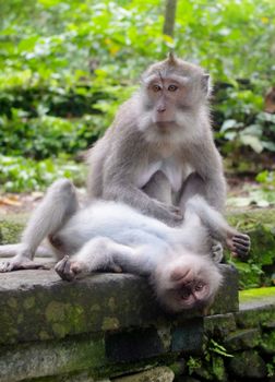 Two monkeys playing together in Monkey Forest, Ubud, Bali, Indonesia.