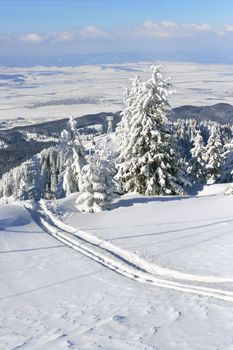 Pine trees covered by snow