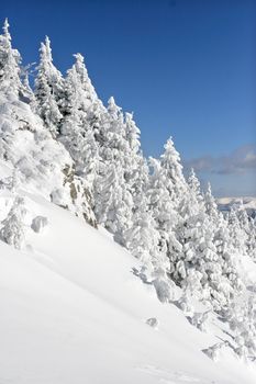 Pine trees covered by snow