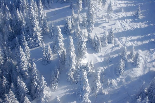 Pine trees covered by snow