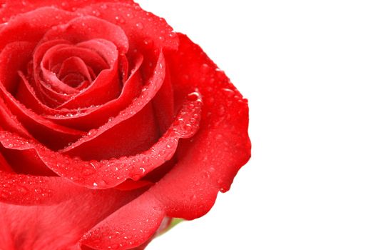 Close up of a red rose with water drops and copy space on white.