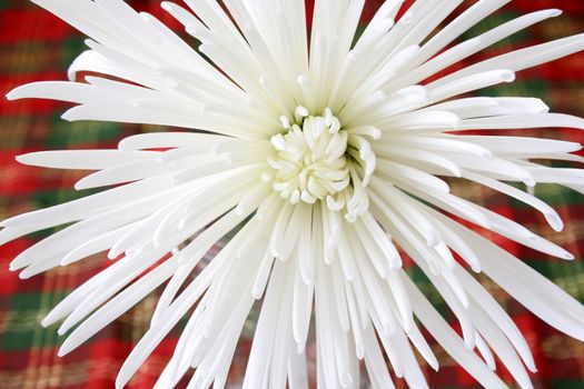 Spider mum with a Christmas colored background.