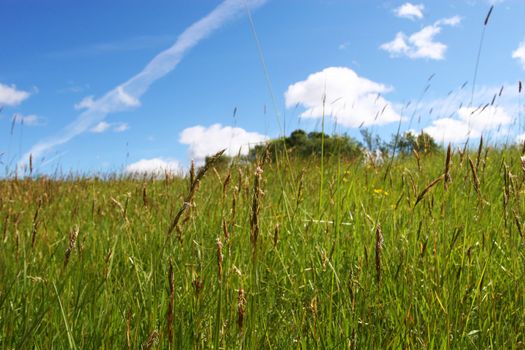 green field during summer, focus on straws closest blue sky in background,