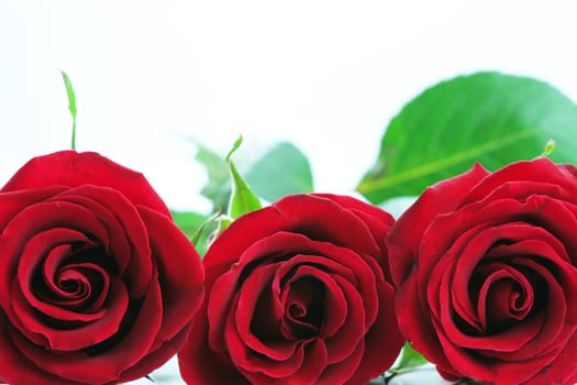 Three red roses isolated on white.