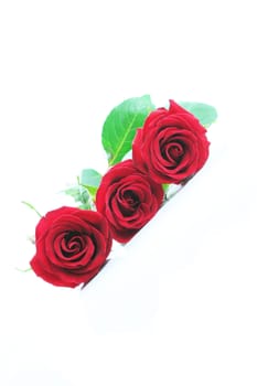 Three red roses isolated on white. Angled