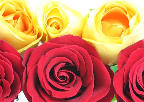 Three red and three yellow roses.