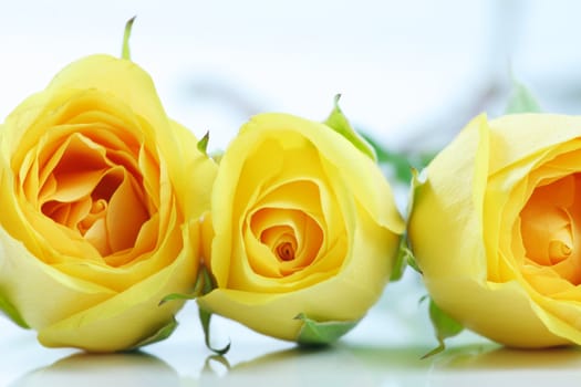 THree beautiful yellow roses lined next to each other, on white.