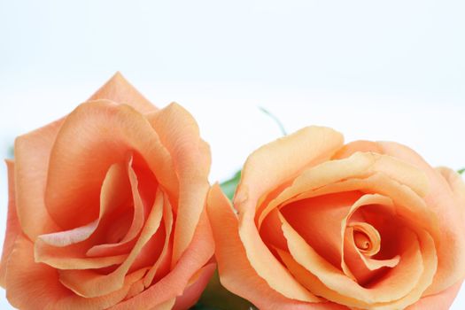 Peach colored, coral colored roses isolated on white.
