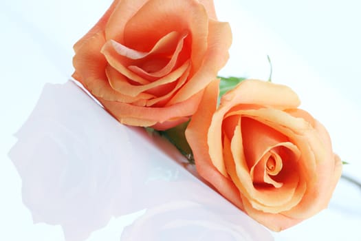 Peach colored, coral colored roses isolated on white.