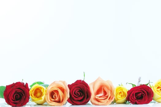 Red, yellow and peach color roses lined up isolated on white reflective background