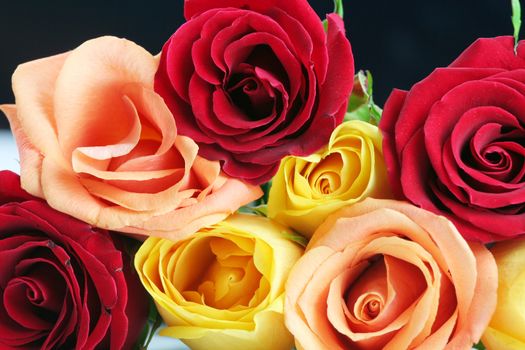 Red, yellow and peach color roses with black background.