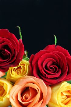 Red, yellow and peach color roses with black background.