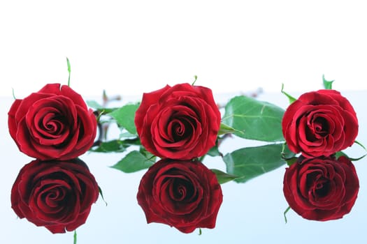 Three red roses isolated on reflective surface.