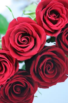 Three red roses isolated on reflective surface.