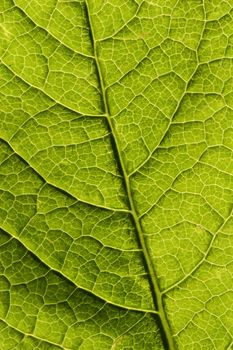 A macro of the veins in a tree leaf