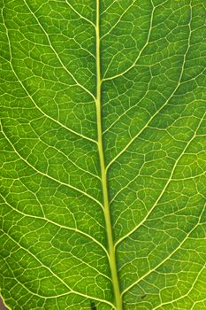 A macro of the veins in a tree leaf