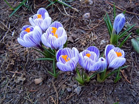 Crocus flowers on a ground in early spring