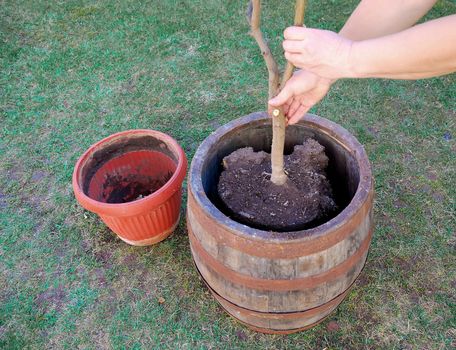 a woman is transplanting a tree to a bigger pot