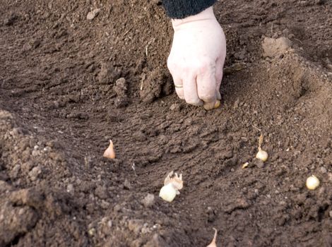 Seeding a vegetables manually on a prepared soil