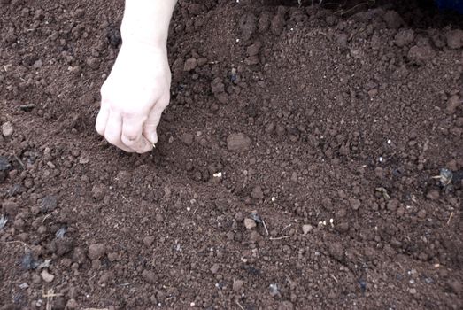 seeding vegetables manually on a prepared soil