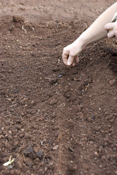 seeding vegetables manually on a prepared soil