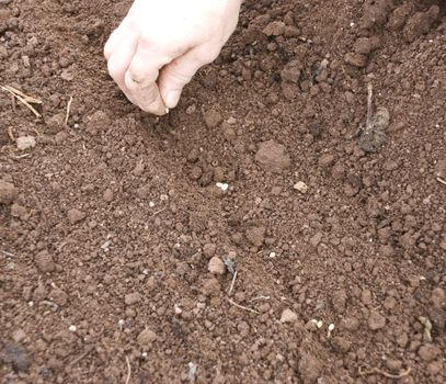 Seeding vegetables manually on a prepared soil