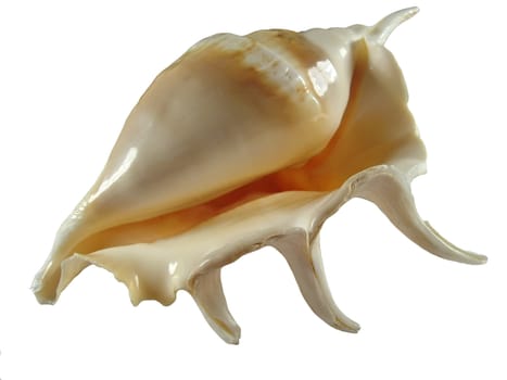 an empty shell of a sea snail over white