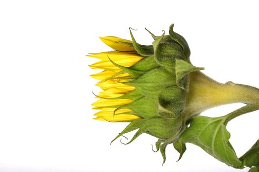 Side shot of an unopened sunflower on white
