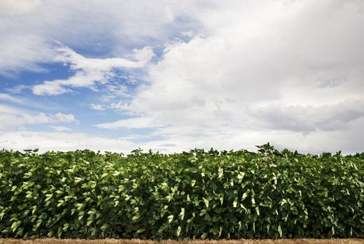 Green leafy crop with a cloudy blue sky in the background.