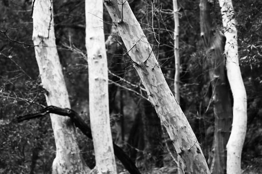 Four thick aspen trunks in black and white.