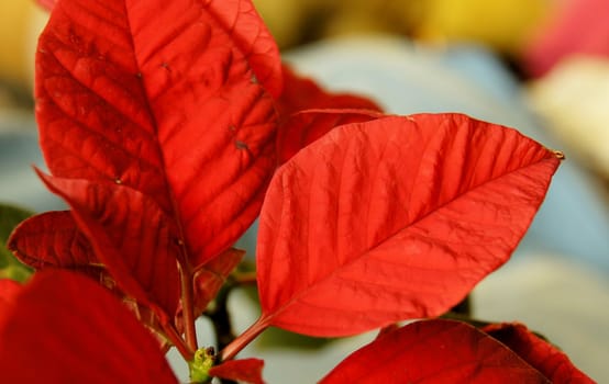 Plant with red leaves