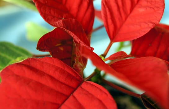 Plant with red leaves