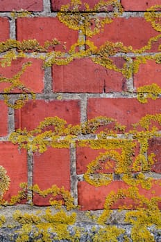 Mossy red brick wall fragment background. Abandoned architecture backdrop.