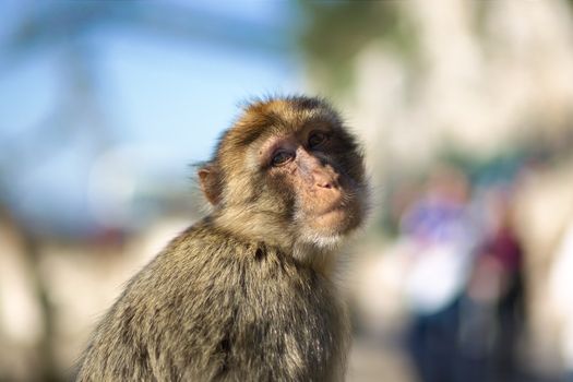 The Barbary Macaque ( Macaca sylvanus ) of Gibraltar.