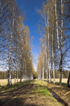 Birch alley leading to the forest in early spring day