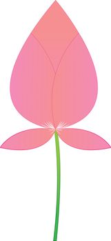 Pink lotus boom on a white background.