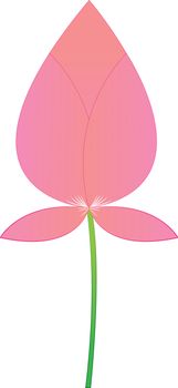 Pink lotus boom on a white background.