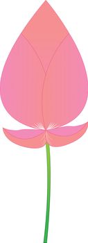 Pink lotus boom on a white background.